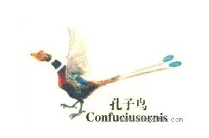 孔子鸟